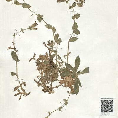 Silene acutifolia Link ex Rohrb.  -  RO-HSepv 18943 photo