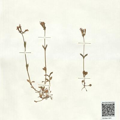 Silene aegyptiaca L. f. -  RO-HSepv 16876 photo