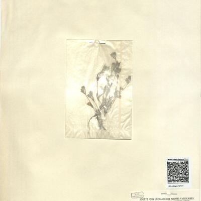 Silene apetala Willd. -  RO-HSepv 12131 photo