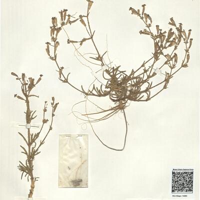 Silene arenarioides Desf. -  RO-HSepv 14985 photo