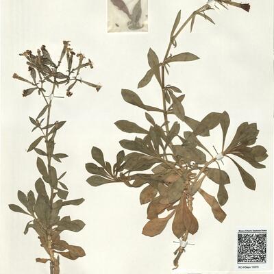 Silene aristidis Pomel -  RO-HSepv 15979 photo