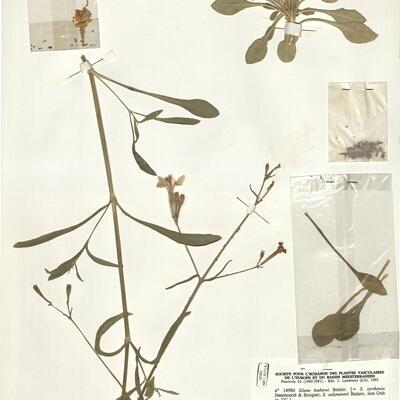 Silene badaroi Breistr.  -  RO-HSepv 14986 photo