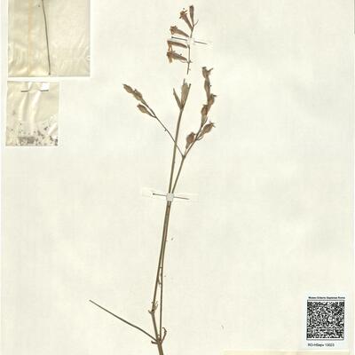 Silene bellidifolia Juss. ex. Jacq. -  RO-HSepv 13023 photo