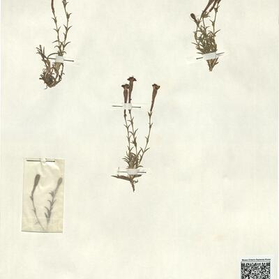 Silene boryi Boiss.  -  RO-HSepv 13024 photo