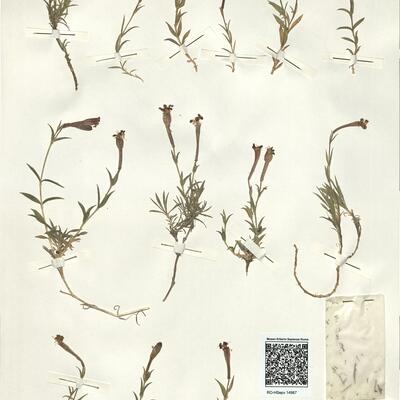 Silene boryi Boiss. subsp. boryi -  RO-HSepv 14987 photo