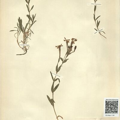 Silene boryi Boiss. subsp. duriensis (Samp.) Coutinho -  RO-HSepv 11198 photo