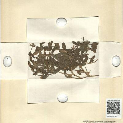 Silene boryi Boiss. subsp. tejedensis (Boiss.) Rivas-Martínez -  RO-HSepv 11199 photo