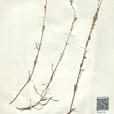 Silene borysthenica (Gruner) Walters -  RO-HSepv 14008 photo