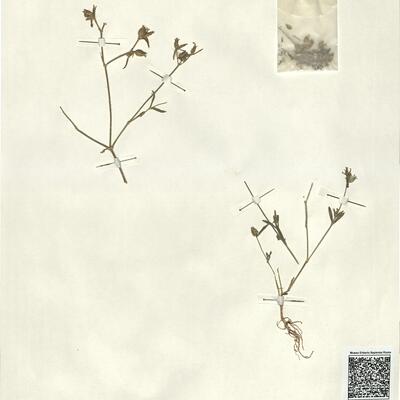 Silene cerastoides L.  -  RO-HSepv 13025 photo