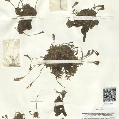 Silene ciliata Pourr. subsp. elegans (Link ex Brot.) Rivas-Martínez -  RO-HSepv 16877 photo