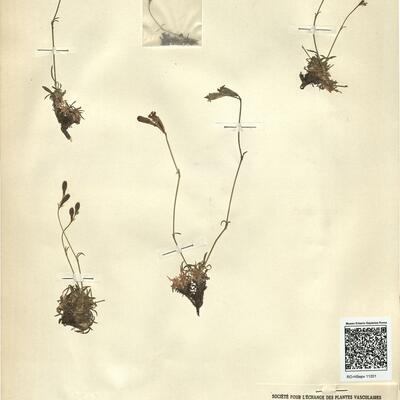 Silene ciliata Pourr. var. arvatica (Lag.) Pau -  RO-HSepv 11201 photo