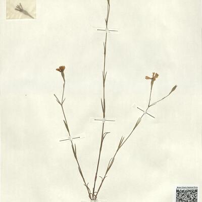 Silene coelirosa (L.) Godr. -  RO-HSepv 13026 photo