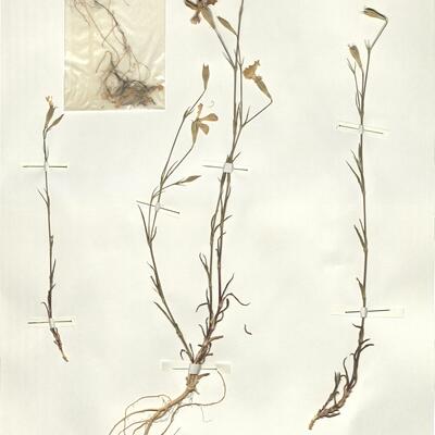 Silene coelirosa (L.) Godr. -  RO-HSepv 14009 photo