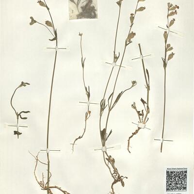 Silene colorata Poir. subsp. trichocalycina (Fenzl) Maire var. pteropleura Coss. ex Rohrb.  -  RO-HSepv 14011 photo