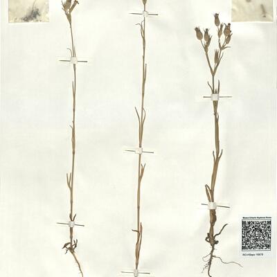 Silene conica L.  -  RO-HSepv 16879 photo