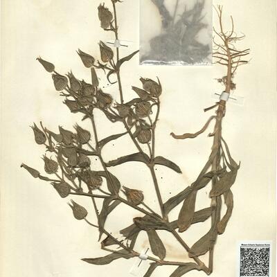 Silene conoidea L.  -  RO-HSepv 11203 photo