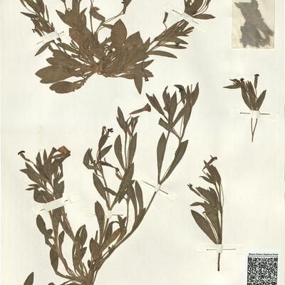 Silene diclinis (Lag.) Laínz -  RO-HSepv 14013 photo