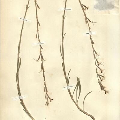 Silene frivaldszkyana Hampe -  RO-HSepv 11204 photo