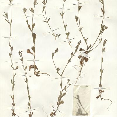 Silene gallica L. -  RO-HSepv 14989 photo