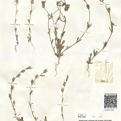 Silene gallica L. -  RO-HSepv 15983 photo