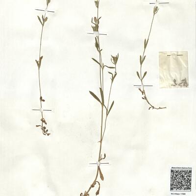 Silene gallica L. -  RO-HSepv 17888 photo