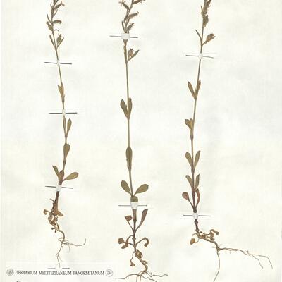 Silene gallica L. -  RO-HSepv 17889 photo