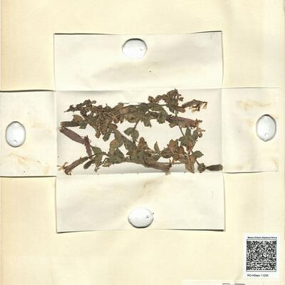 Silene herminii (Welw. ex Rouy) Welw. ex Rouy -  RO-HSepv 11205 photo