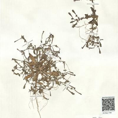 Silene ibosii Emberger & Maire -  RO-HSepv 17890 photo