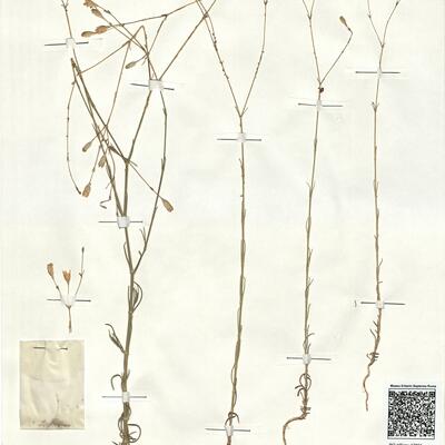 Silene inaperta L.  -  RO-HSepv 17891 photo