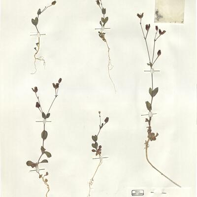 Silene laevigata Sm. -  RO-HSepv 15985 photo