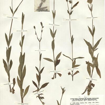 Silene latifolia Poir. subsp. alba (Mill.) Greuter & Burdet -  RO-HSepv 14990 photo