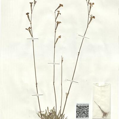 Silene legionensis Lag.  -  RO-HSepv 17892 photo