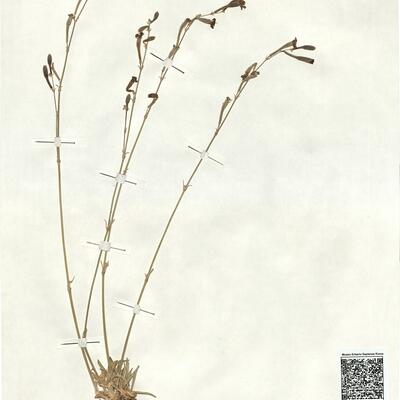 Silene legionensis Lag.  -  RO-HSepv 17893 photo