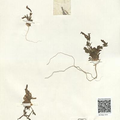 Silene littorea Brot. subsp. littorea -  RO-HSepv 14018 photo