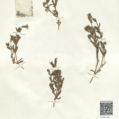 Silene littorea Brot. subsp. littorea -  RO-HSepv 14991 photo