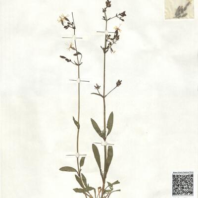 Silene nutans L. subsp. nutans -  RO-HSepv 16884 photo