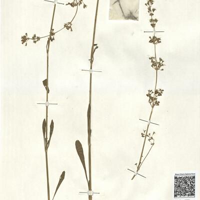 Silene otites (L.) Wib. -  RO-HSepv 13033 photo