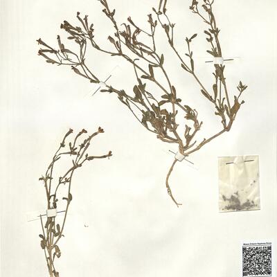 Silene pseudoatocion Desf. var. pseudoatocion  -  RO-HSepv 14019 photo