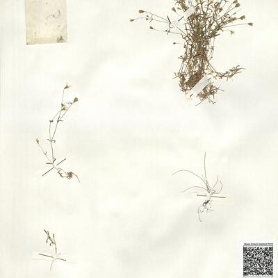 Silene pusilla Waldst. & Kit. -  RO-HSepv 14993 photo