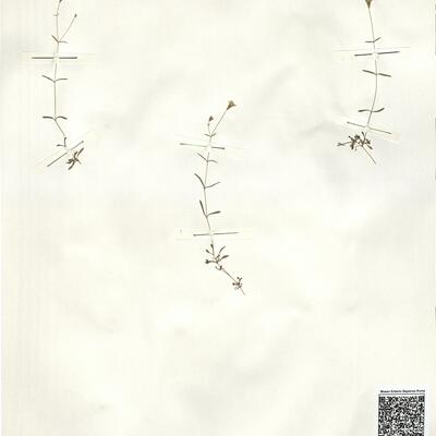 Silene pusilla Waldst. & Kit. -  RO-HSepv 14994 photo