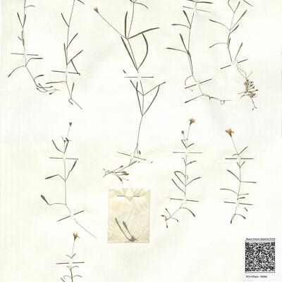 Silene pusilla Waldst. & Kit. -  RO-HSepv 16888 photo