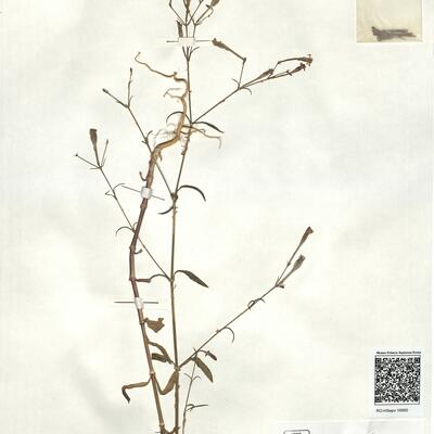 Silene reticulata Desf. -  RO-HSepv 16890 photo