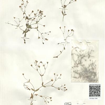 Silene rupestris L. -  RO-HSepv 15986 photo