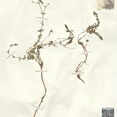 Silene sangaria Coode & Cullen -  RO-HSepv 13038 photo