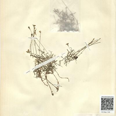 Silene saxifraga L. -  RO-HSepv 11208 photo