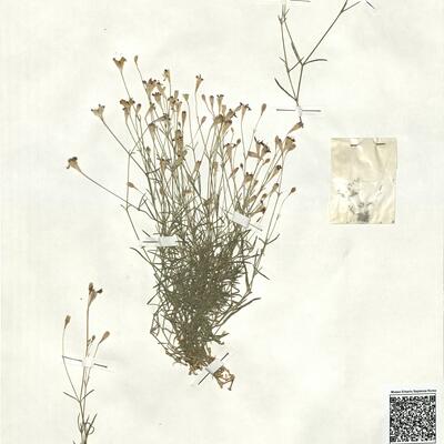 Silene saxifraga L. -  RO-HSepv 17895 photo