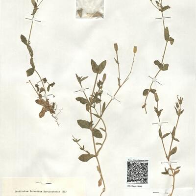 Silene virescens Coss. -  RO-HSepv 18949 photo