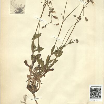 Silene vulgaris (Moench) Garcke subsp. commutata (Guss.) Hayek -  RO-HSepv 11213 photo