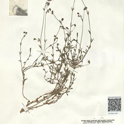 Silene vulgaris (Moench) Garcke subsp. glareosa (Jord.) Marsden-Jones & Turrill -  RO-HSepv 14997 photo