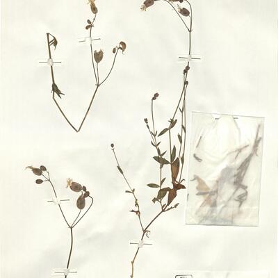 Silene vulgaris (Moench) Garcke subsp. glareosa (Jord.) Marsden-Jones & Turrill -  RO-HSepv 15987 photo